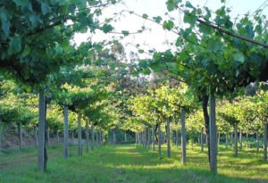 Valtea Rias Baixas Albariño Galicia